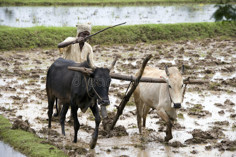 farming
